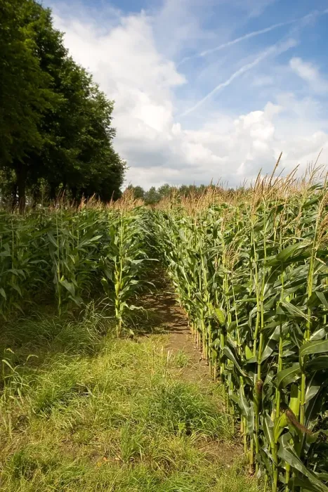 Gerahmter Druck : Maisfeld, Kornfeld Gerahmter Druck : Maisfeld, Kornfeld