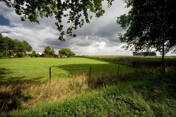 Gerahmter Druck : Maisfeld, Kornfeld Gerahmter Druck : Maisfeld, Kornfeld