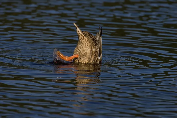 Gerahmter Druck : Mallard, Wilde Ente, Anas platyrhynchos Gerahmter Druck : Mallard, Wilde Ente, Anas platyrhynchos