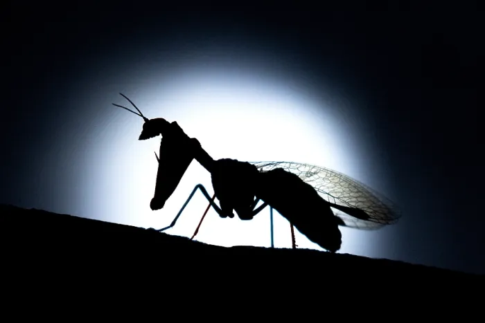 Gerahmter Druck : Mantispe gemein (Mantispa styriaca) Gerahmter Druck : Mantispe gemein (Mantispa styriaca)