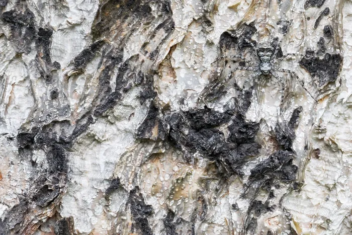 Gerahmter Druck : Marco ist ein Insektbild. Gerahmter Druck : Marco ist ein Insektbild.