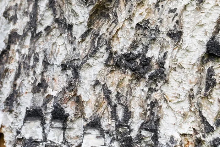 Gerahmter Druck : Marco ist ein Insektenbild. Gerahmter Druck : Marco ist ein Insektenbild.