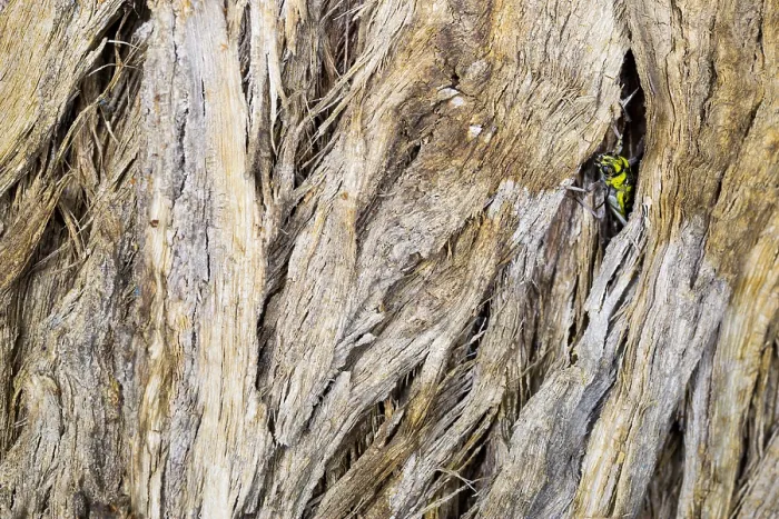 Gerahmter Druck : Marco ist ein Bild eines Insekts. Gerahmter Druck : Marco ist ein Bild eines Insekts.