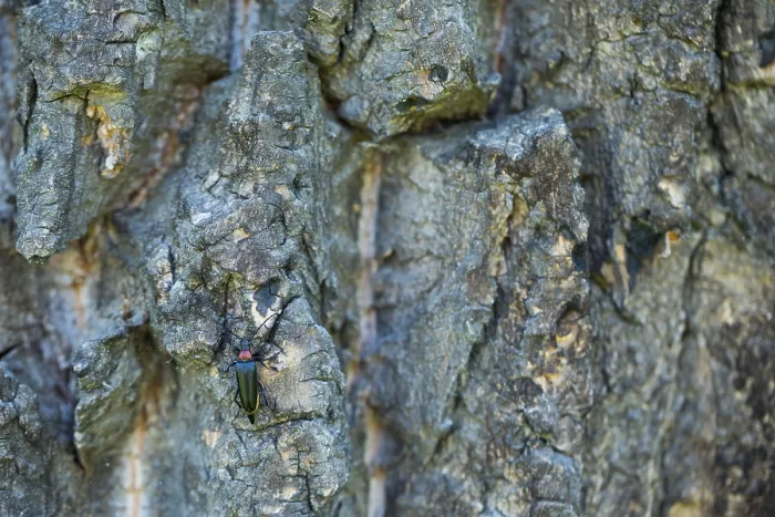 Gerahmter Druck : Marco ist ein Bild eines Insekts. Gerahmter Druck : Marco ist ein Bild eines Insekts.