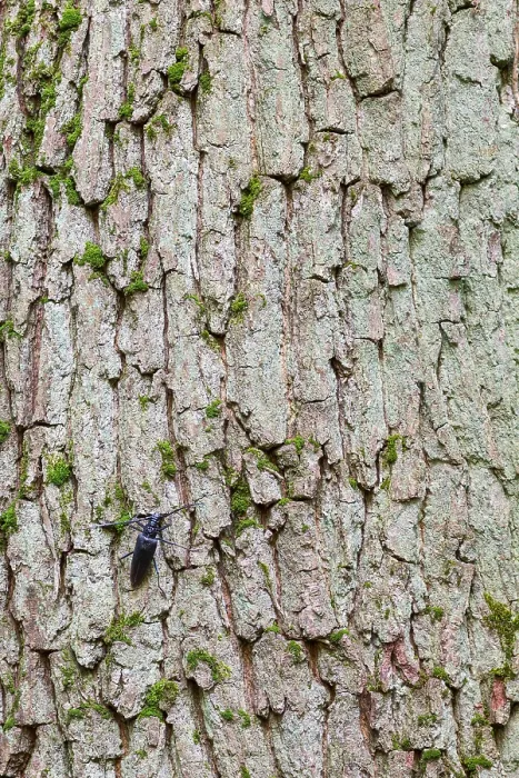 Gerahmter Druck : Marco ist ein Insektengemälde.