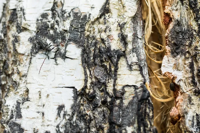 Gerahmter Druck : Marco ist ein Insektbild. Gerahmter Druck : Marco ist ein Insektbild.