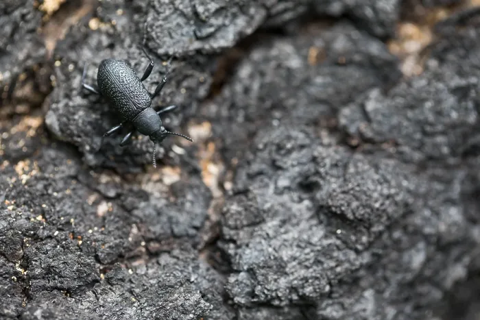 Gerahmter Druck : Marco ein Bild eines Insekts. Gerahmter Druck : Marco ein Bild eines Insekts.