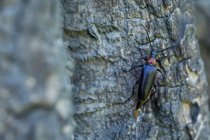 Gerahmter Druck : Marco ist ein Bild eines Insekts. Gerahmter Druck : Marco ist ein Bild eines Insekts.