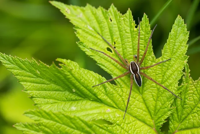 Gerahmter Druck : Marco-Bild eines Insekts. Gerahmter Druck : Marco-Bild eines Insekts.