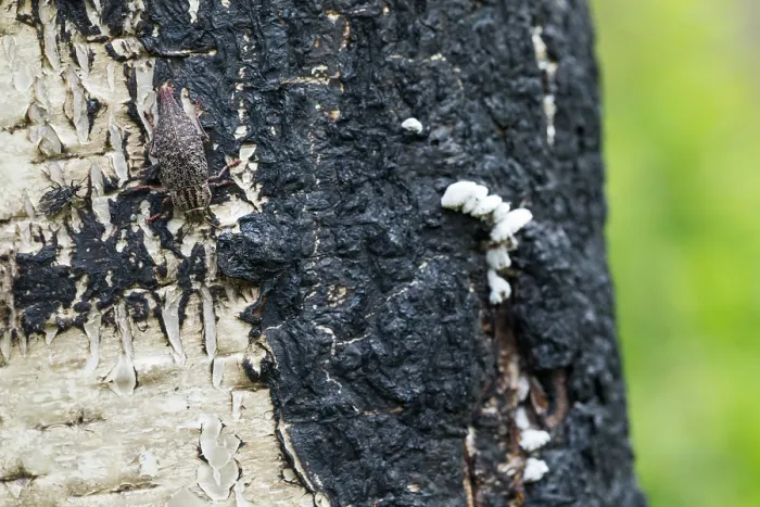 Gerahmter Druck : Marco ist ein Insektenbild. Gerahmter Druck : Marco ist ein Insektenbild.