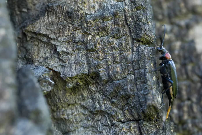 Gerahmter Druck : Marco-Bild eines Insekts. Gerahmter Druck : Marco-Bild eines Insekts.
