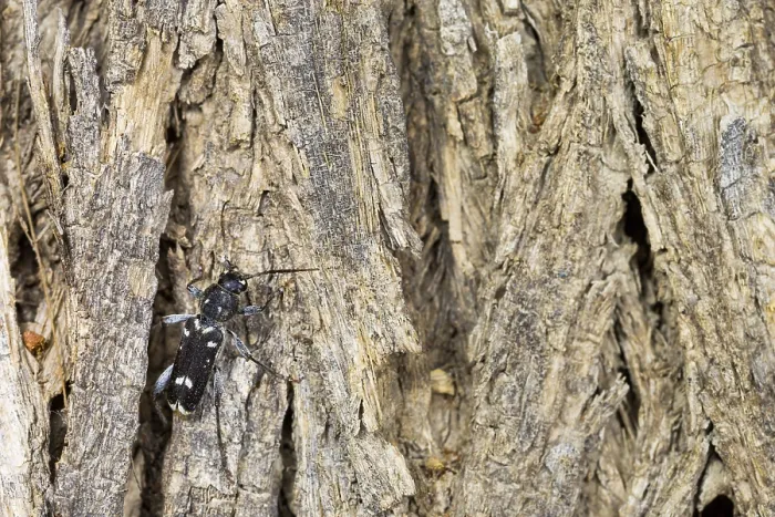 Gerahmter Druck : Marco ist ein Insektenbild.