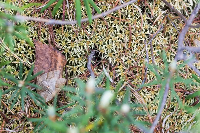 Gerahmter Druck : Marco ist ein Bild eines Insekts. Gerahmter Druck : Marco ist ein Bild eines Insekts.