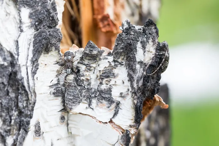 Gerahmter Druck : Marco ist ein Insektbild. Gerahmter Druck : Marco ist ein Insektbild.