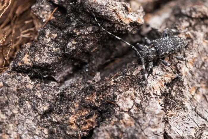 Gerahmter Druck : Marco ist ein Bild eines Insekts. Gerahmter Druck : Marco ist ein Bild eines Insekts.