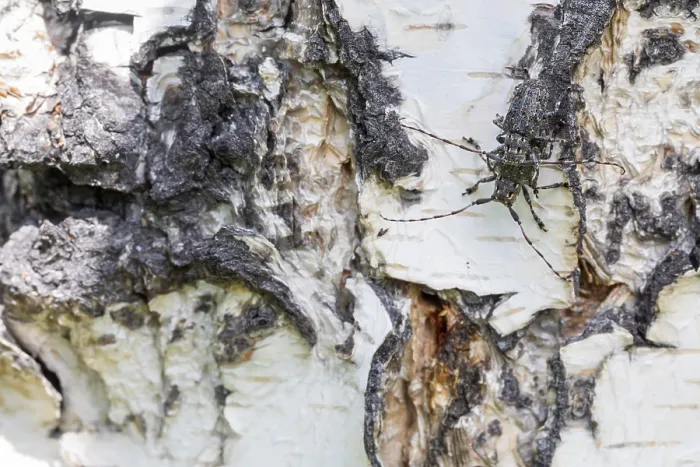 Gerahmter Druck : Marco ist ein Bild eines Insekts. Gerahmter Druck : Marco ist ein Bild eines Insekts.