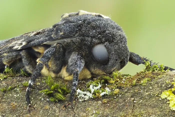 Gerahmter Druck : Marco ist ein Bild eines Insekts. Gerahmter Druck : Marco ist ein Bild eines Insekts.