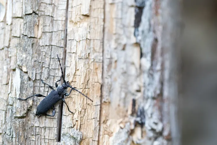 Gerahmter Druck : Marco ist ein Bild eines Insekts.