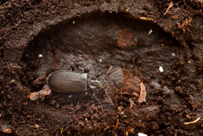 Gerahmter Druck : Marco ist ein Insektbild. Gerahmter Druck : Marco ist ein Insektbild.