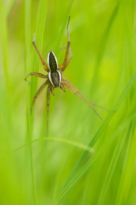 Gerahmter Druck : Marco-Bild eines Insekts. Gerahmter Druck : Marco-Bild eines Insekts.