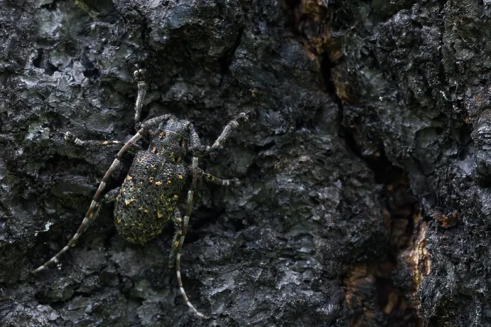 Gerahmter Druck : Marco ist ein Insektenbild. Gerahmter Druck : Marco ist ein Insektenbild.