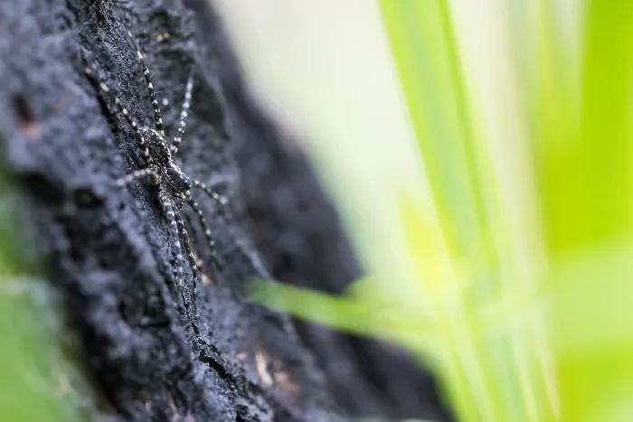 Gerahmter Druck : Marco ist ein Bild eines Insekts. Gerahmter Druck : Marco ist ein Bild eines Insekts.
