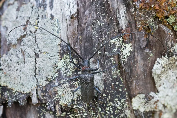 Gerahmter Druck : Marco-Bild eines Insekts. Gerahmter Druck : Marco-Bild eines Insekts.