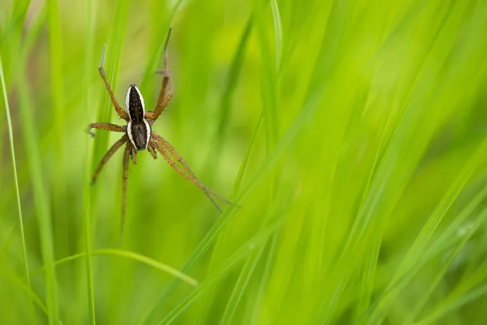 Gerahmter Druck : Marco-Bild eines Insekts. Gerahmter Druck : Marco-Bild eines Insekts.