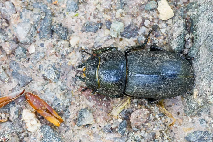 Gerahmter Druck : Marco ist ein Insektbild. Gerahmter Druck : Marco ist ein Insektbild.