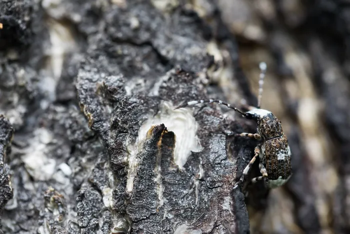 Gerahmter Druck : Marco ist ein Bild eines Insekts. Gerahmter Druck : Marco ist ein Bild eines Insekts.