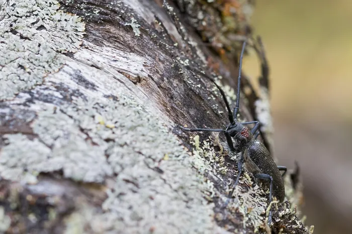 Gerahmter Druck : Marco ist ein Insektenbild. Gerahmter Druck : Marco ist ein Insektenbild.