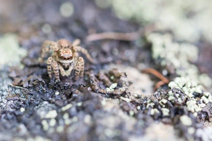 Gerahmter Druck : Marco ist ein Insektbild. Gerahmter Druck : Marco ist ein Insektbild.