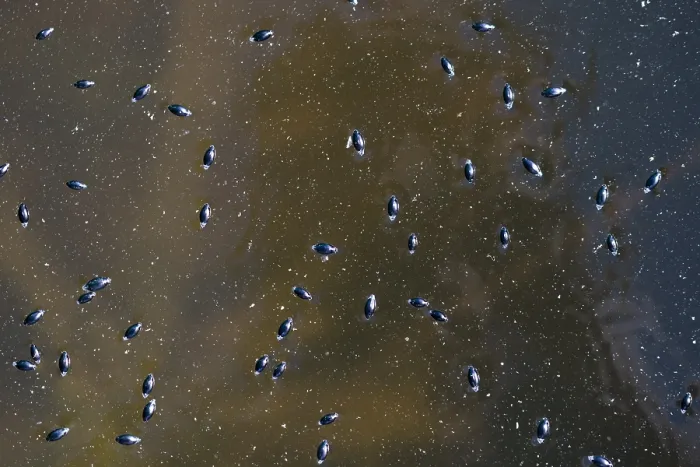 Gerahmter Druck : Marco ist ein Bild eines Insekts. Gerahmter Druck : Marco ist ein Bild eines Insekts.