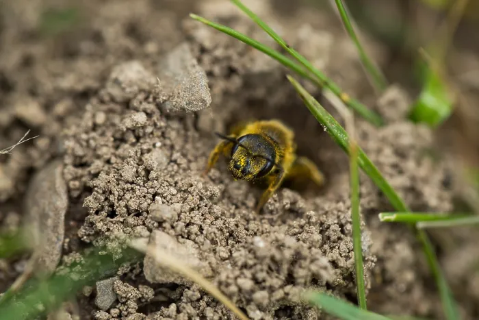 Gerahmter Druck : Marco ist ein Bild eines Insekts. Gerahmter Druck : Marco ist ein Bild eines Insekts.