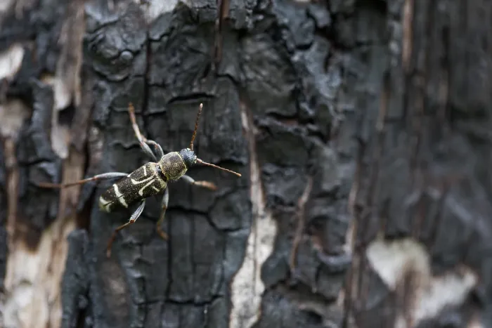 Gerahmter Druck : Marco ist ein Bild eines Insekts. Gerahmter Druck : Marco ist ein Bild eines Insekts.
