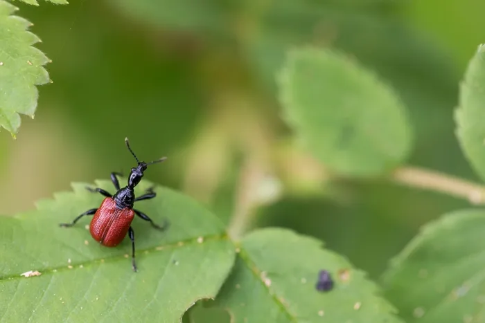 Gerahmter Druck : Marco ist ein Insektbild. Gerahmter Druck : Marco ist ein Insektbild.