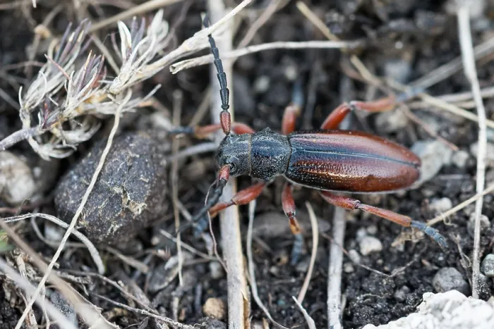 Gerahmter Druck : Marco ist ein Bild eines Insekts. Gerahmter Druck : Marco ist ein Bild eines Insekts.