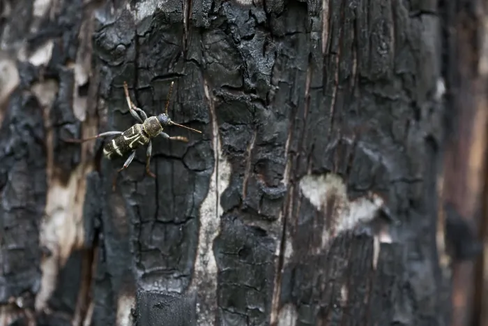 Gerahmter Druck : Marco ist ein Insektbild. Gerahmter Druck : Marco ist ein Insektbild.