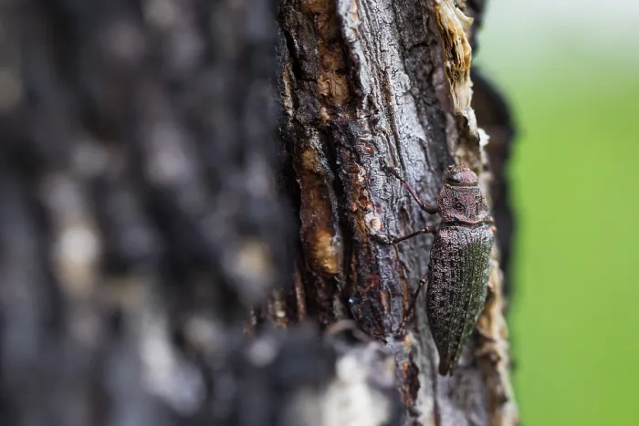 Gerahmter Druck : Marco ist ein Bild eines Insekts. Gerahmter Druck : Marco ist ein Bild eines Insekts.