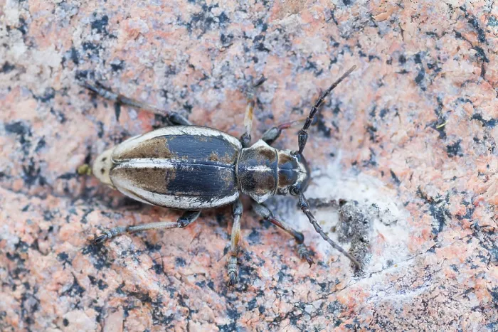 Gerahmter Druck : Marco ist ein Insektenbild. Gerahmter Druck : Marco ist ein Insektenbild.