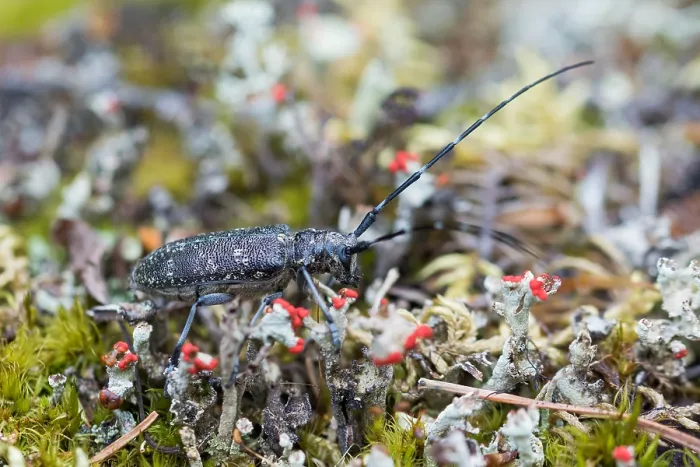 Gerahmter Druck : Marco ist ein Insektenbild. Gerahmter Druck : Marco ist ein Insektenbild.