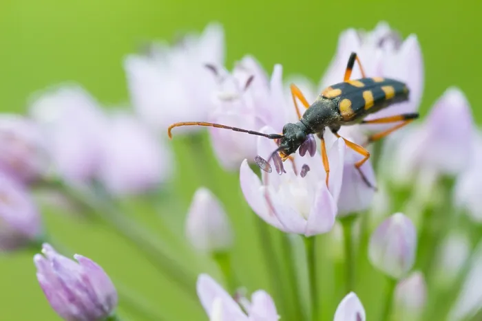 Gerahmter Druck : Marco ist ein Bild eines Insekts.