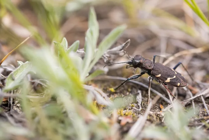 Gerahmter Druck : Marco-Bild eines Insekts. Gerahmter Druck : Marco-Bild eines Insekts.