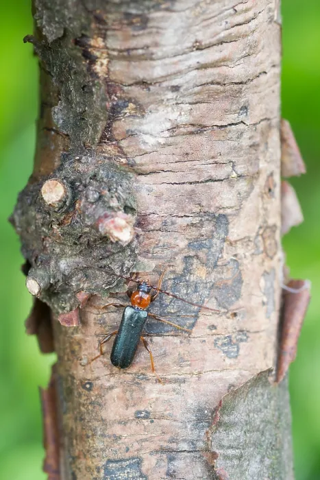 Gerahmter Druck : Marco-Bild eines Insekts. Gerahmter Druck : Marco-Bild eines Insekts.