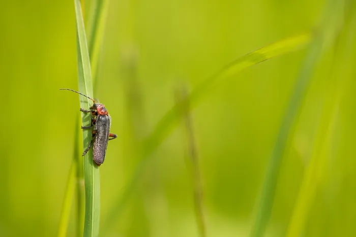 Gerahmter Druck : Marco ist ein Insektbild. Gerahmter Druck : Marco ist ein Insektbild.