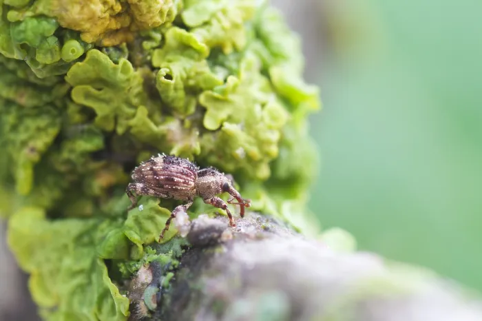 Gerahmter Druck : Marco ist ein Insektenbild. Gerahmter Druck : Marco ist ein Insektenbild.