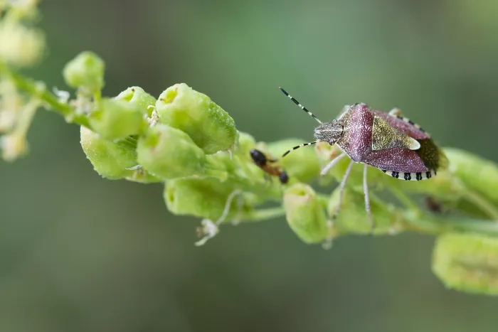 Gerahmter Druck : Marco ist ein Bild eines Insekts.