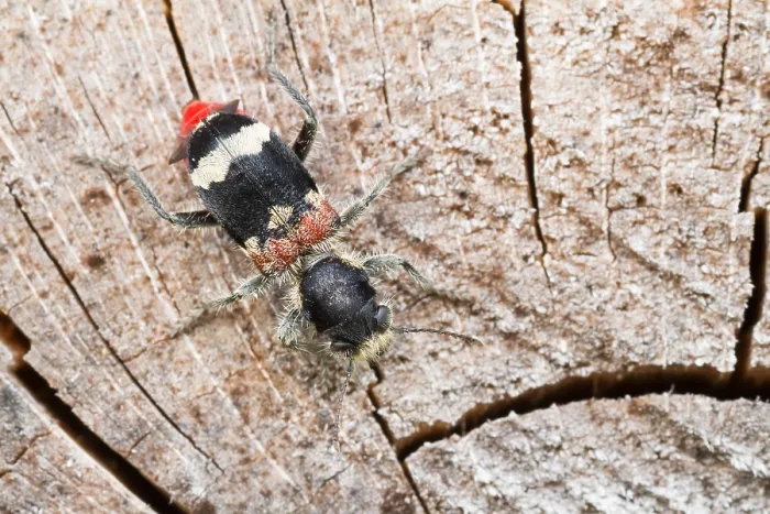 Gerahmter Druck : Marco ist ein Insektbild. Gerahmter Druck : Marco ist ein Insektbild.