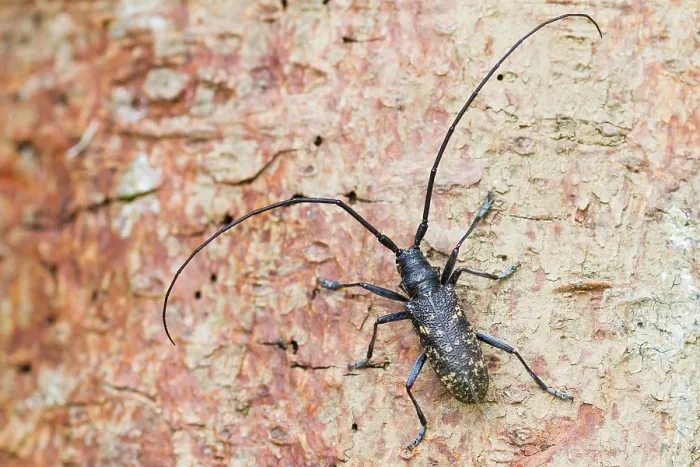 Gerahmter Druck : Marco ist ein Bild eines Insekts. Gerahmter Druck : Marco ist ein Bild eines Insekts.
