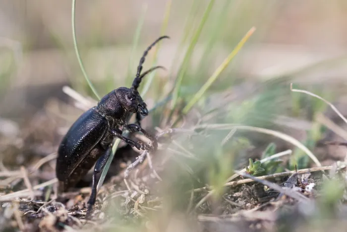 Gerahmter Druck : Marco ist ein Insektenbild. Gerahmter Druck : Marco ist ein Insektenbild.